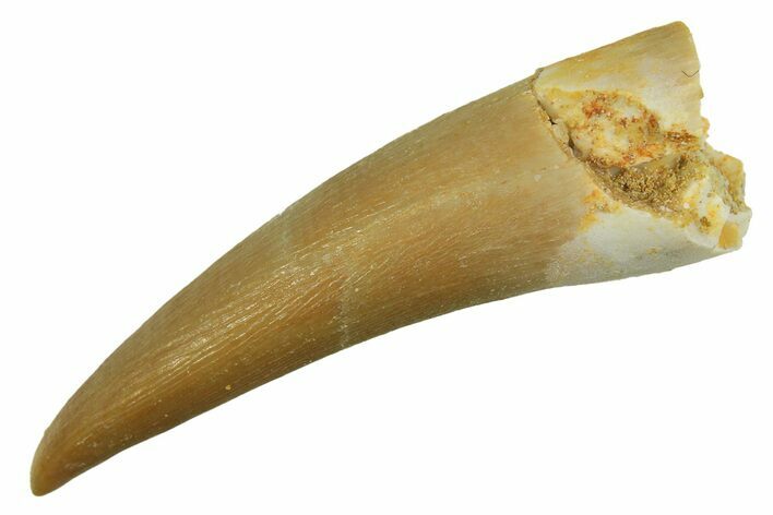 Fossil Plesiosaur (Zarafasaura) Tooth - Morocco #297995